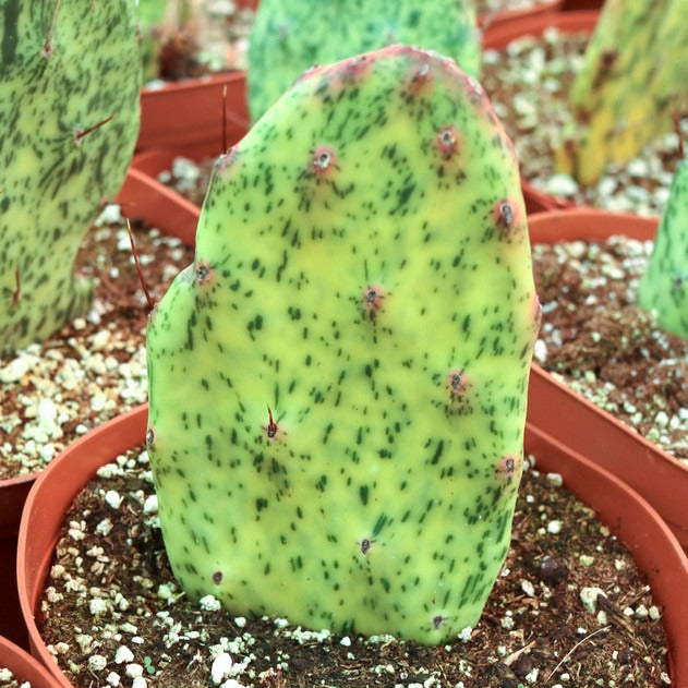 Opuntia Sunburst
