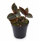 A beautiful, low-light, low-maintenance terrestrial orchid, Buy Ludisia Discolor (Black Orchid) 4-inch grower pot online, Orchid Prized for Veined Leaves