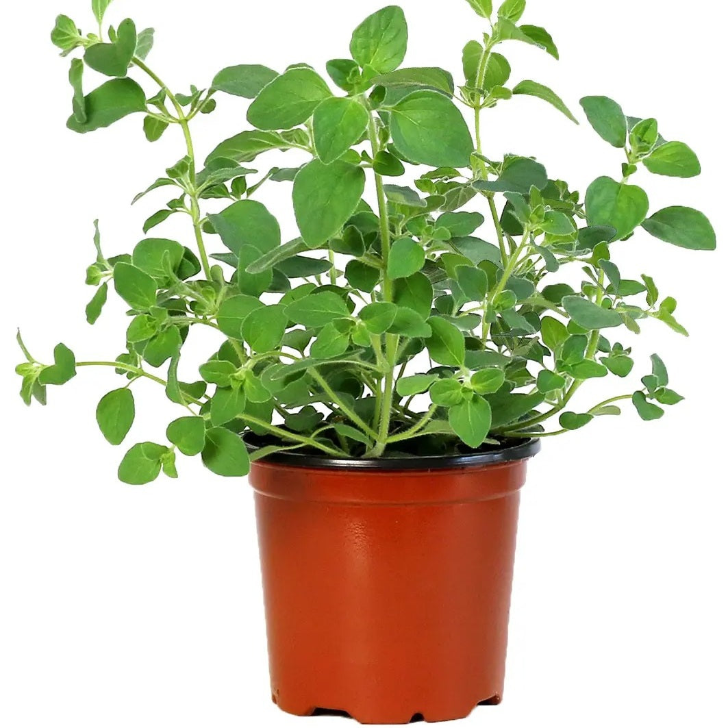 Oregano Italian in 4 inch pot, Culinary Herb, buy herb plants online, Oregano Italian plants for sale