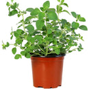 live herb plants for sale, best place to buy herb plants online, where to buy herb plants online, live herb plants delivered