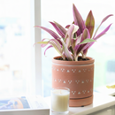 oyster plant, rhoeo tricolor, colorful houseplants, 4 inch indoor plants for sale