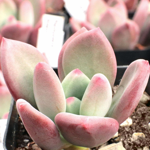 buy pachyveria 'draco' live succulent 2 inch online, deep burgundy to purple-red fleshy leaves with powdery grey coating, compact rosette growth form reaching 3 inches wide, slow-growing drought tolerant succulent, thrives in bright light and minimal watering, perfect succulent shelf accent, unique collector plant gift idea