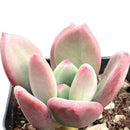 8-pack of 2" live plants for sale. Pick eight favorite plants and enjoy a variety of compact plants in 2" pots. Great for plant collections, gifting, decorating small spaces, and indoor gardening.