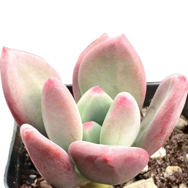 buy pachyveria 'draco' live succulent 2 inch online, deep burgundy to purple-red fleshy leaves with powdery grey coating, compact rosette growth form reaching 3 inches wide, slow-growing drought tolerant succulent, thrives in bright light and minimal watering, perfect succulent shelf accent, unique collector plant gift idea