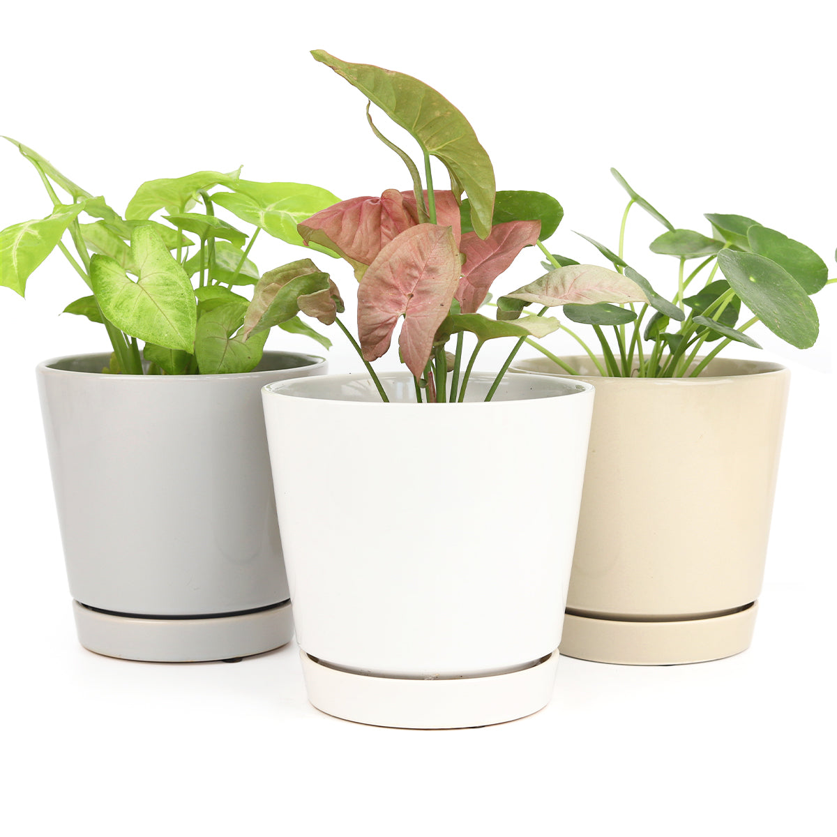 pots for indoor plants online Pack of 3 x 6" Minimalist Pots with Saucer (White, Gray and Oatmeal)