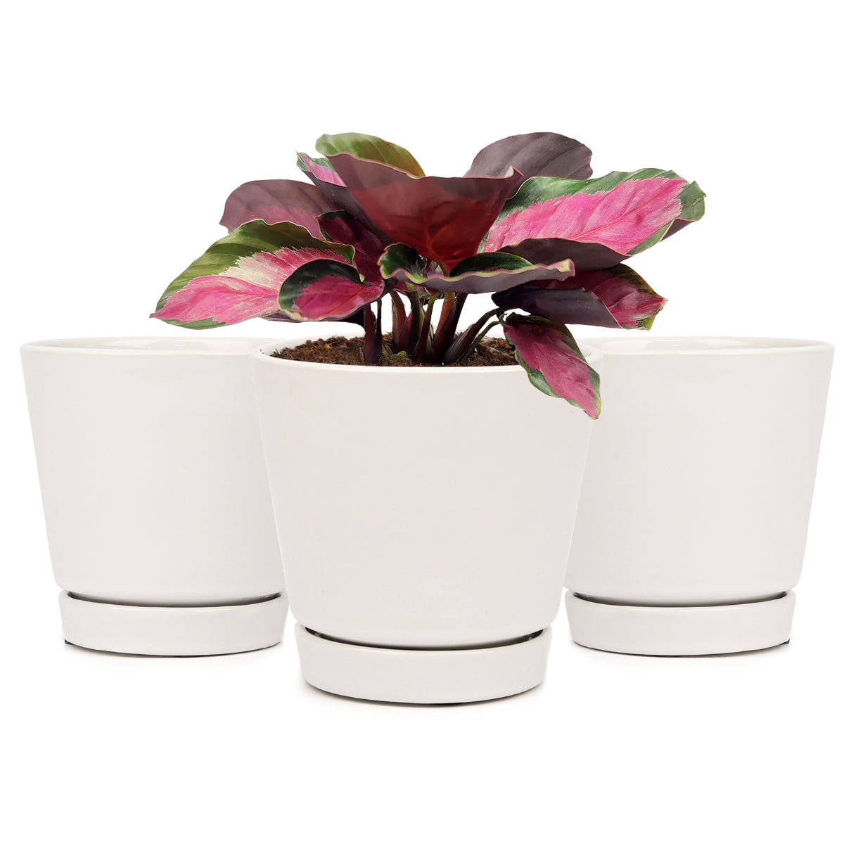 6 inch minimal pot, houseplant pot, houseplant pot for sale, buy houseplant pot online, ceramic plant pot, ceramic planter with saucer, set of 3 planter, pack of 3 plant pot for houseplants