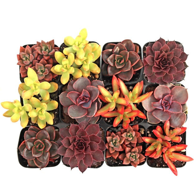 Shop the Nuthin' But Color Succulent Pack, Set of 6-12 live, colorful succulents in 2" pots, Mini succulent gift set