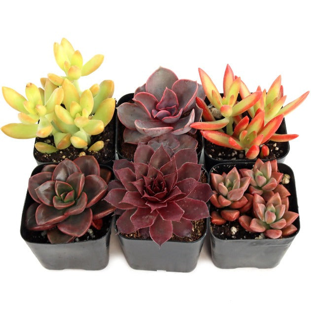 Pack of 6 colorful succulents in 2 inch pots, Vibrant succulent variety, Succulents for beginners, Low maintenance indoor plants