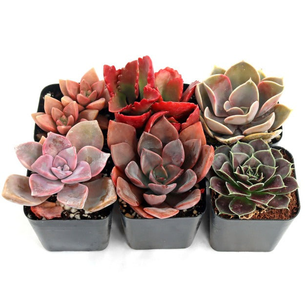 colourful succulent plants Pink, Purple & Red Succulent Pack