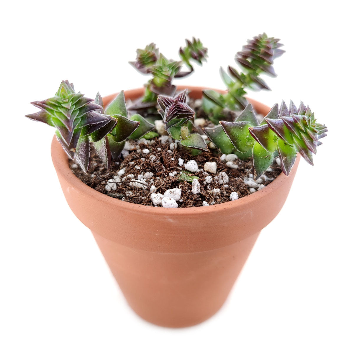 white pagoda succulent Crassula Pagoda Village