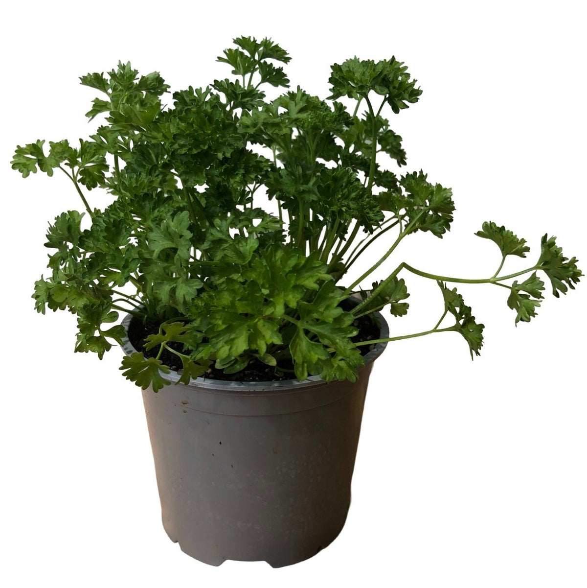 Parsley Curled in 4 inch grower pot, biennial herb, buy Parsley Curled online, Parsley Curled for sale
