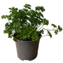 where to buy herb plants near me, where to buy fresh herbs near me, best place to buy herb plants near me