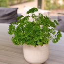 where to buy herb plants near me, where to buy fresh herbs near me, best place to buy herb plants near me