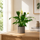 Peace Lily (Spathiphyllum)