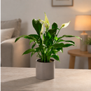 Peace Lily (Spathiphyllum)