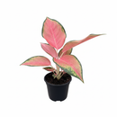 4 inch Chinese Evergreen &#39;Pink Pearl&#39;, colorful houseplants, 4 inch indoor plants, small live plants for sale, plant shops in ca