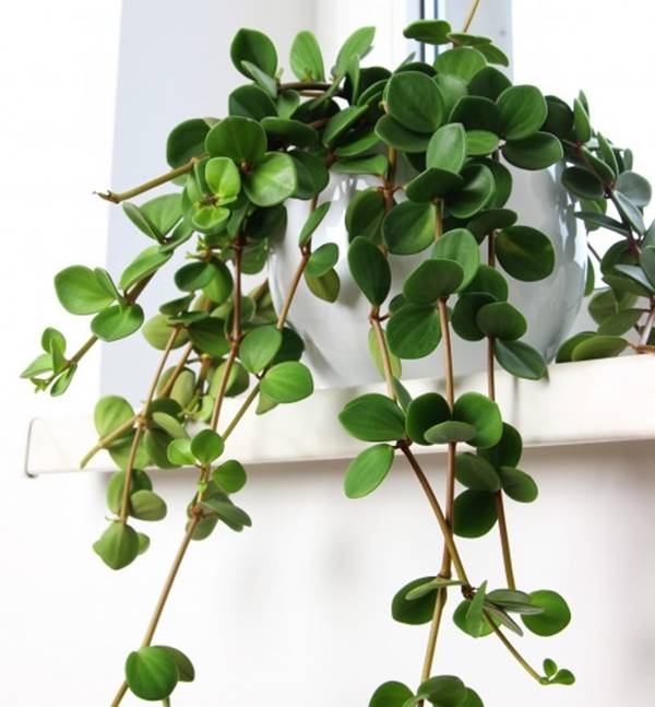 Peperomia Hope care guide, medium-light houseplant, houseplant for hanging baskets, light and watering requirement for Peperomia Hope, trailing indoor houseplant for sale