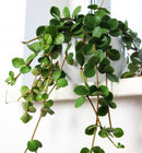 Peperomia Hope care guide, medium-light houseplant, houseplant for hanging baskets, light and watering requirement for Peperomia Hope, trailing indoor houseplant for sale