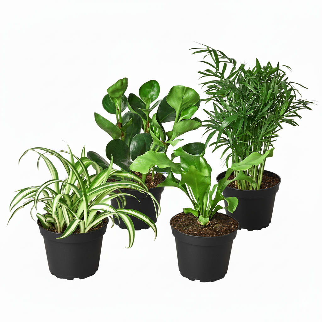 pet-friendly bundle, 4 inch live plants, pet friendly houseplants, plants for sale, plant shops in ca, pet-friendly plants near me