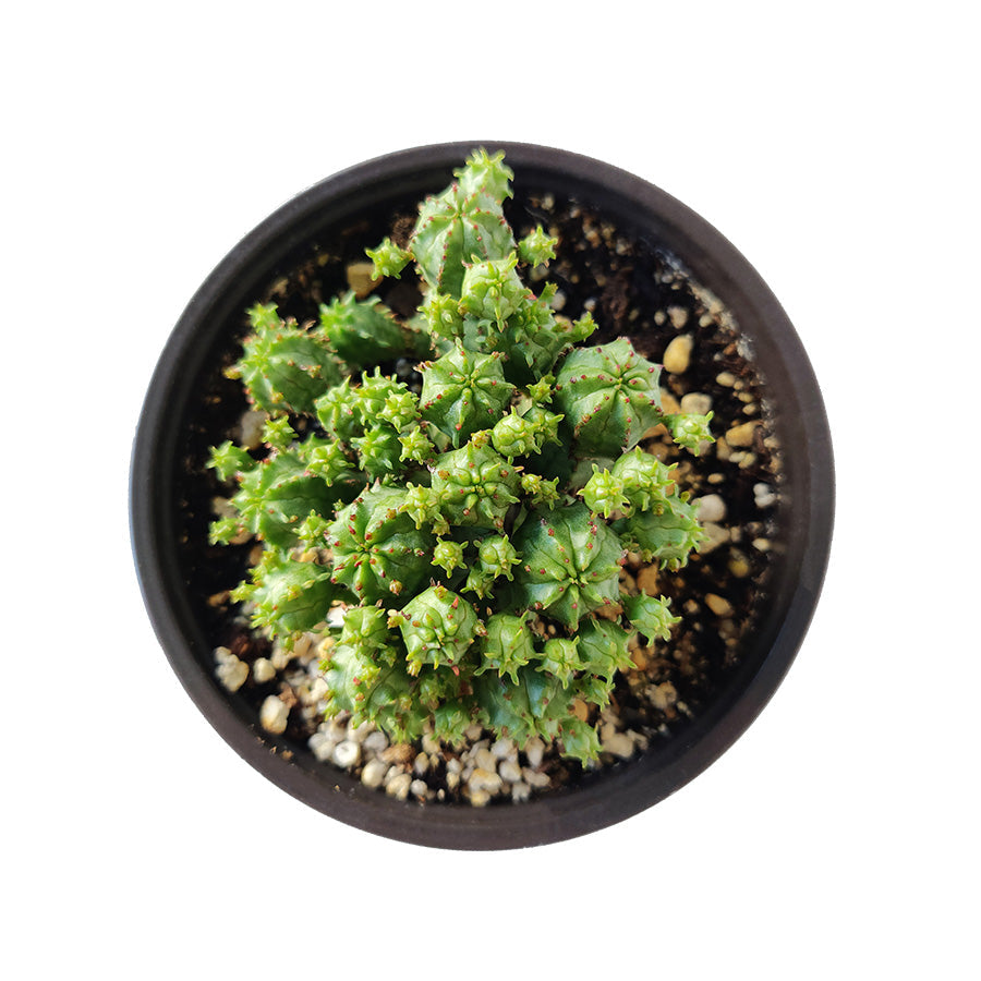 euphorbia monstrose succulent Euphorbia Monstrose Succulent