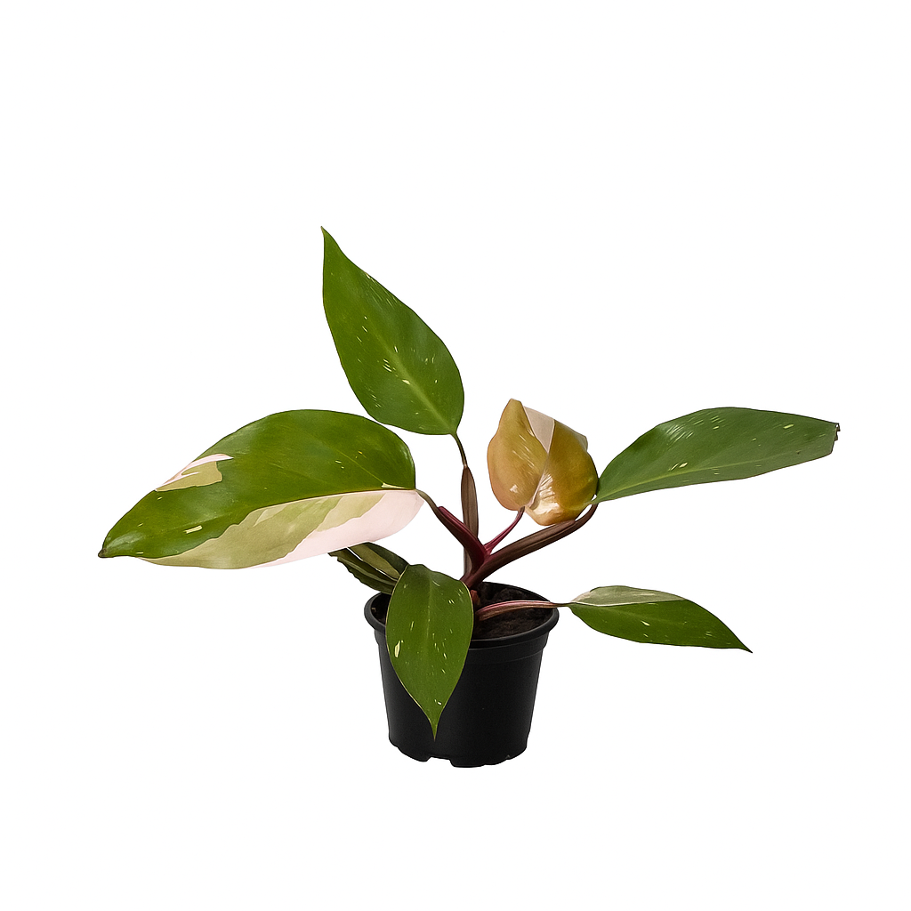 Philodendron Pink Princess, Pink Princess Philodendron, Rare houseplant, Variegated philodendron