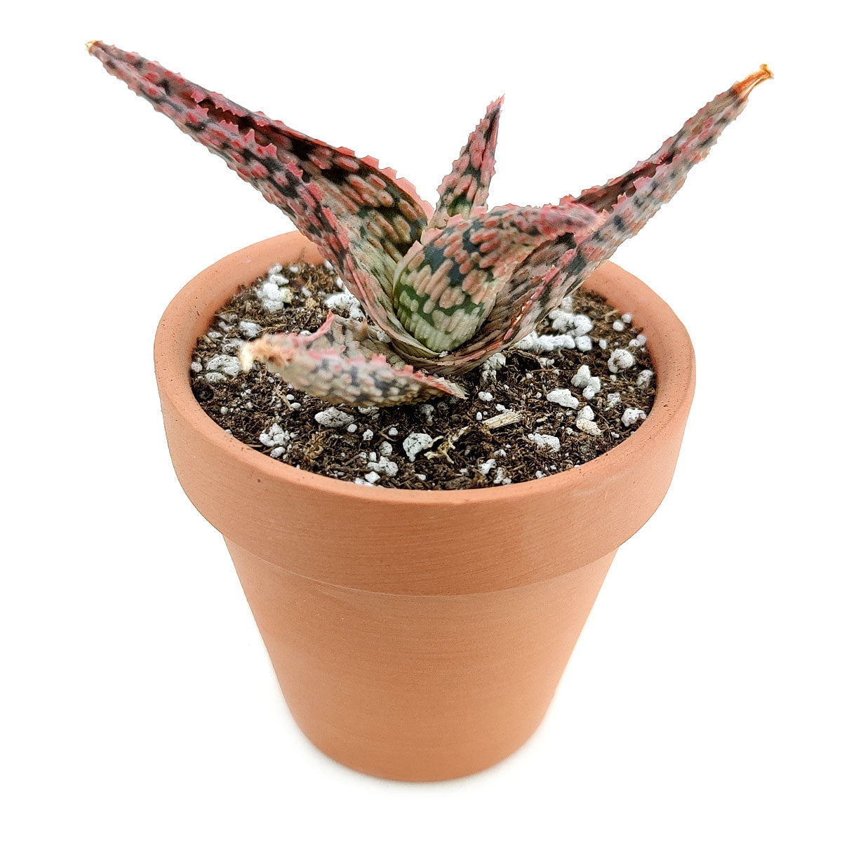 blush succulent Pink Blush Aloe - Cute Succulent with Pink Ridges