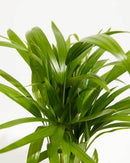Areca Palm Indoor Tree
