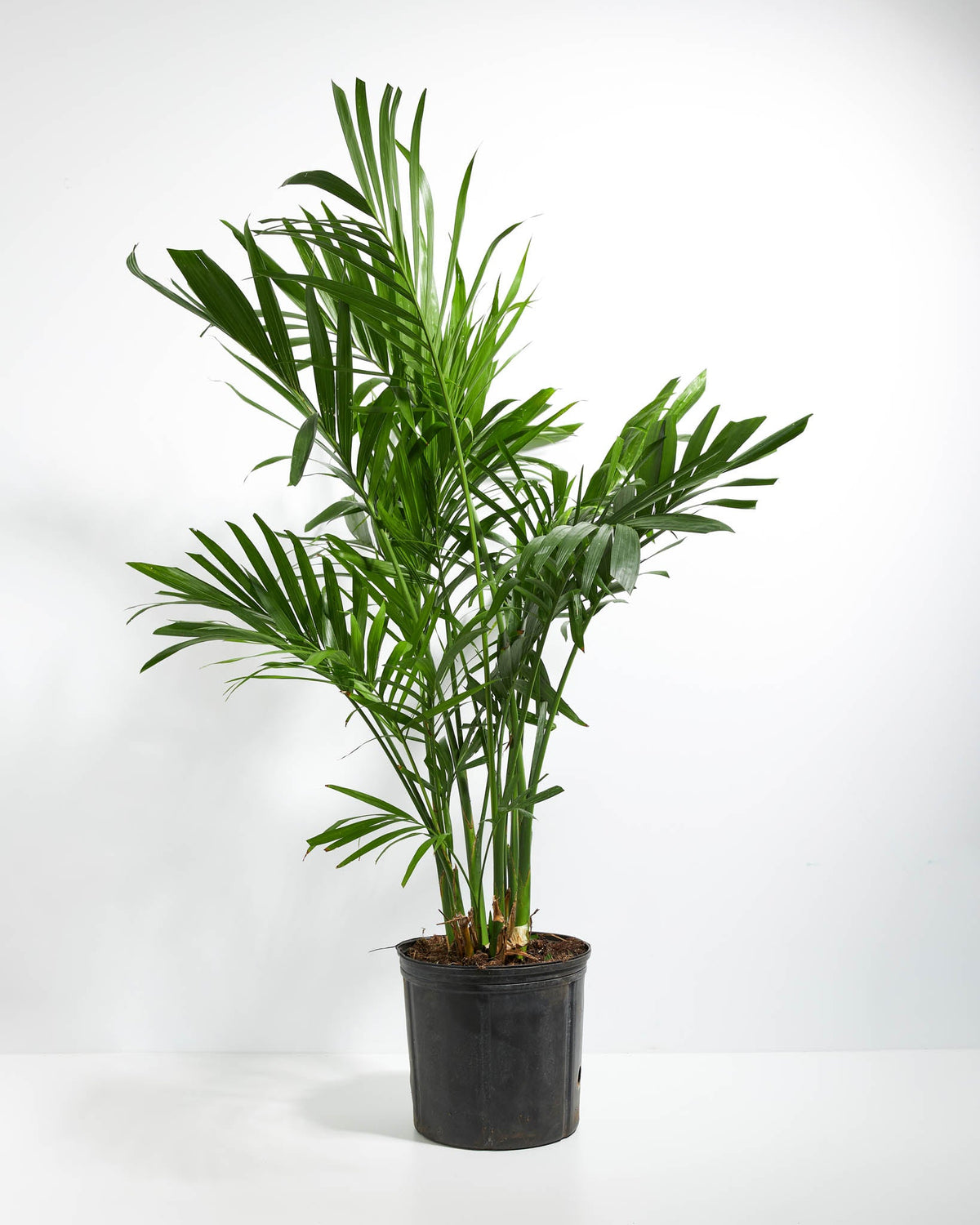 Areca Palm Indoor Tree
