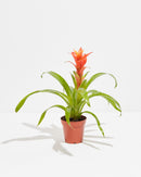 Bromeliad Guzmania