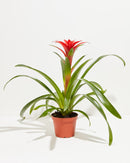 Bromeliad Guzmania