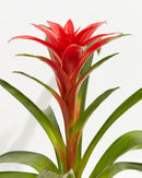 Bromeliad Guzmania