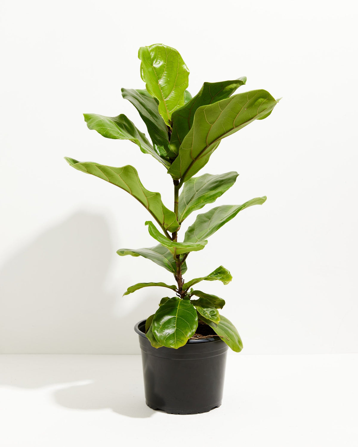 Fiddle Leaf Fig Tree (Ficus Lyrata)