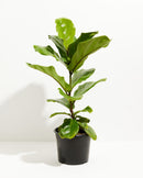 Fiddle Leaf Fig Tree (Ficus Lyrata)