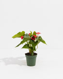 Flamingo Flower
