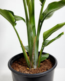 Giant Bird of Paradise