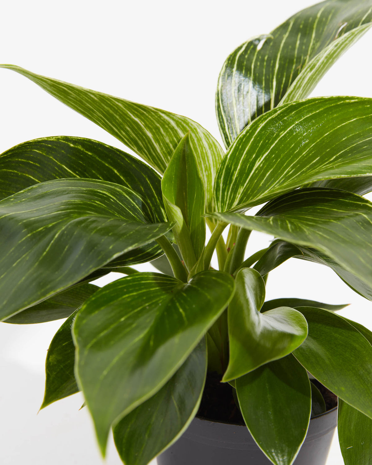 Philodendron Birkin