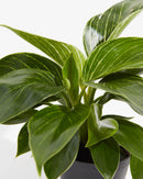 Philodendron Birkin