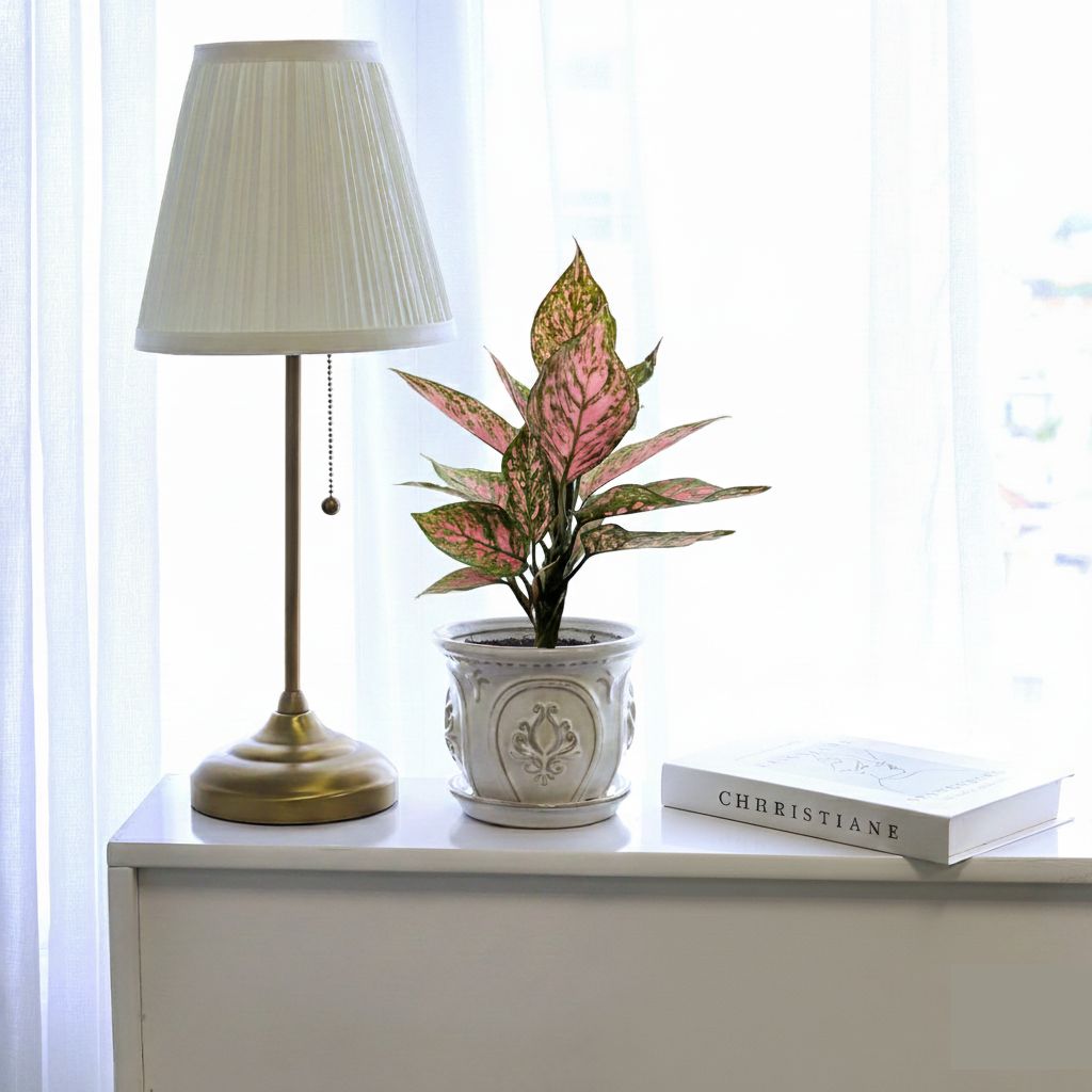 Chinese Evergreen 'Wishes' plants, 6 inch Chinese Evergreen 'Wishes', pink houseplants for sale, indoor plants near me