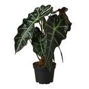 Alocasia Polly &#39;African Mask&#39;, unique houseplants, Alocasia Polly, Alocasia African Mask, houseplants for sale