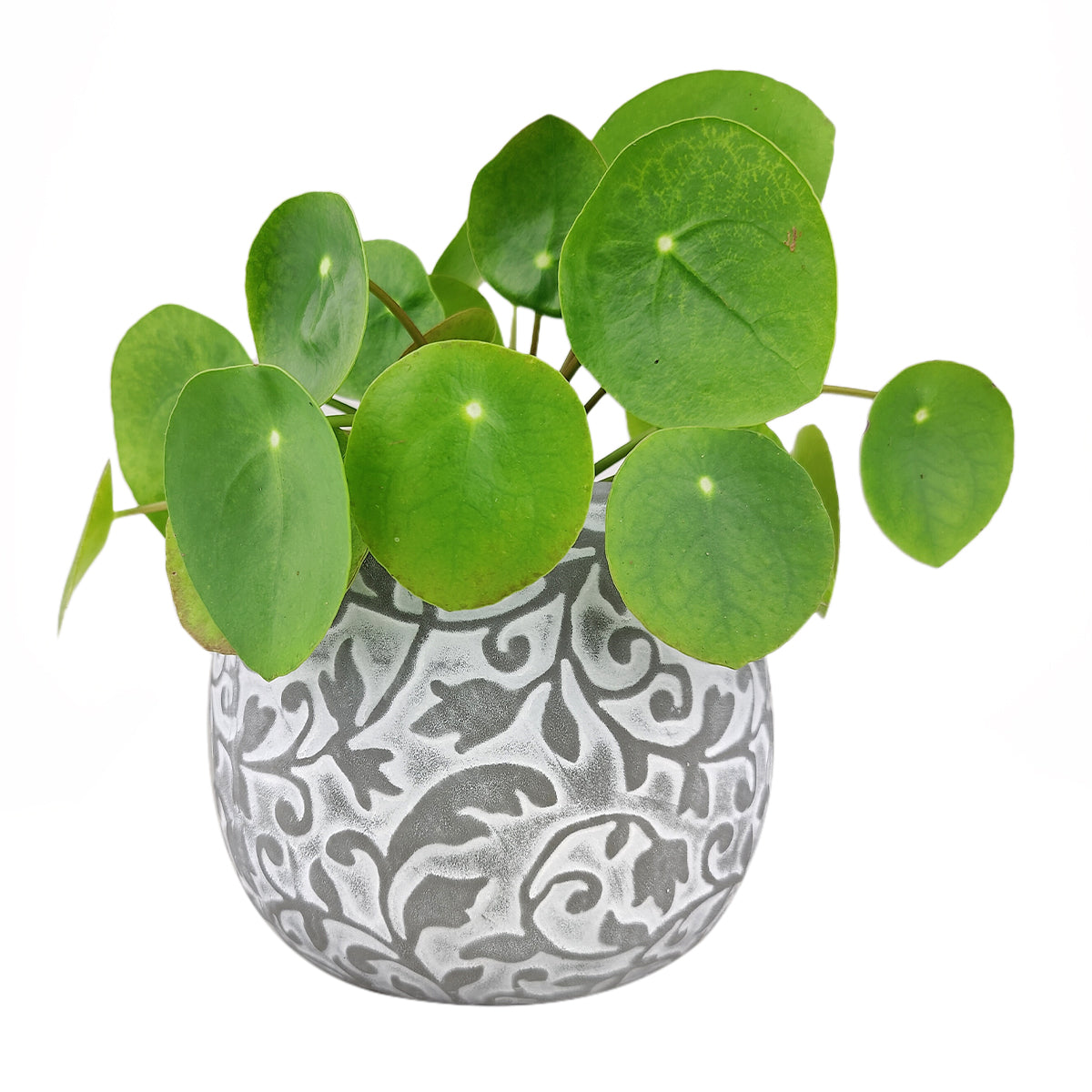 6 inch Hayden Ceramic Planter, Carved Pattern Planter, Ceramic Planter, Houseplant Pots