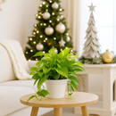 Golden Pothos, air-purifying houseplant, plants recommended by NASA for cleaning indoor air, care tips for growing golden pothos