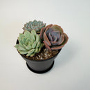 An alternative angled shot of the three-rosette succulent arrangement in a black pot, highlighting the texture and colors of the plants