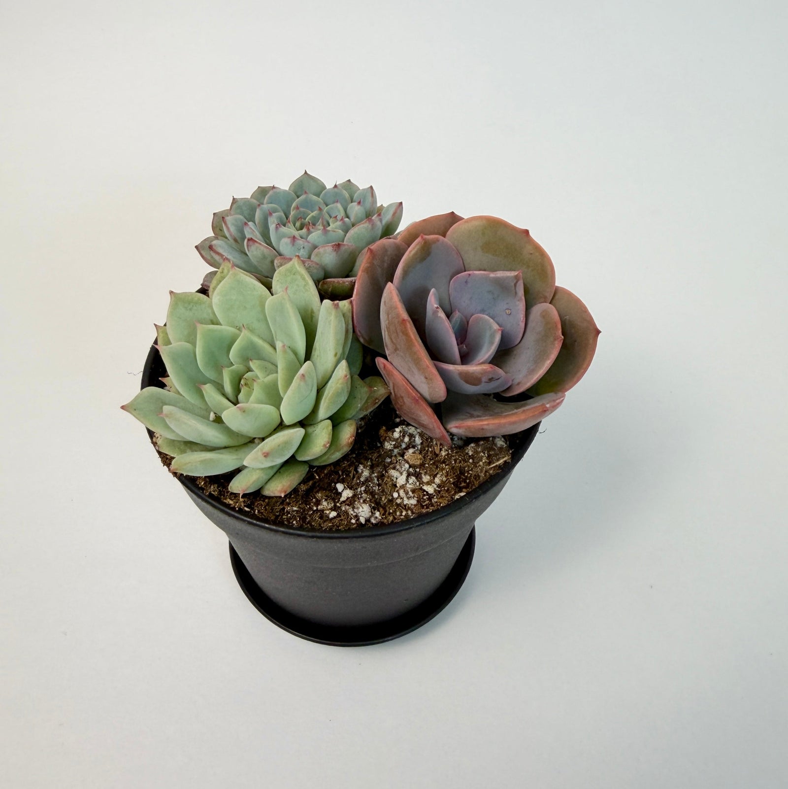 A close-up high-angle view of three premium live rosette succulents beautifully arranged together in a small black plastic planter
