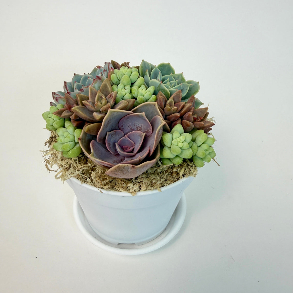 Top-down view of a premium live succulent arrangement with a white plastic planter and its matching drainage dish
