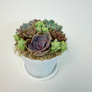 Close-up of a stunning purple rosette succulent surrounded by 10-12 green donkey's tails in a white plastic pot