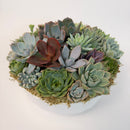 High angle view of a premium live succulent bowl arrangement in a white planter, showcasing the tight cluster of different varieties