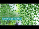 String of Pearls care guide, string of pearls for sale, indoor succulents, succulent plant, easy to care indoor plant, how to grow string of pearls, string of pearls in california