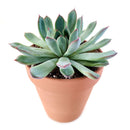 Echeveria Pulidonis, succulents store in CA, indoor succulents, succulent plant, Succulents shop near me, succulents shop in California, Rare succulents, succulent care tips, monthly succulents, Echeveria Pulidonis in California, How to grow Echeveria Pulidonis, Echeveria for thanksgiving, How to care echeveria succulents for thanksgiving, echeveria, echeveria succulent, echeveria types, succulent echeveria, buy succulents online, succulent shop, succulent store, echeveria plant, indoor succulents