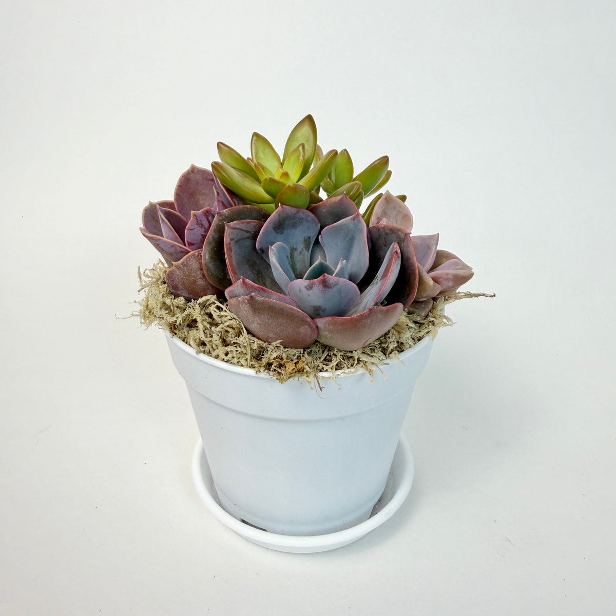 Top view of a purple palette live succulent arrangement featuring pops of vibrant orange Sedum and purple rosette in a white pot