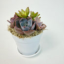Full view of a minimalist 4-inch white plastic planter holding a colorful live succulent arrangement with a purple and orange palette